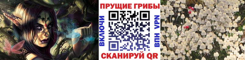Псилоцибиновые грибы Magic Shrooms  Волгоград 